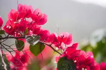 Lule bougainvillea në degë