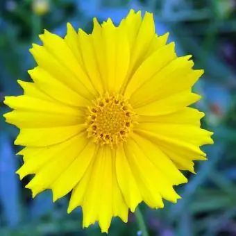 coreopsis blomst