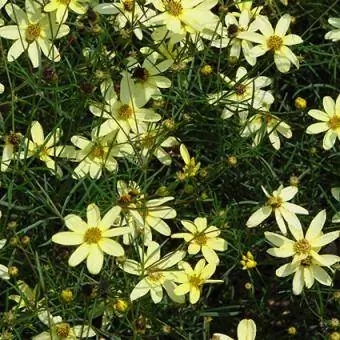 ποικιλία coreopsis