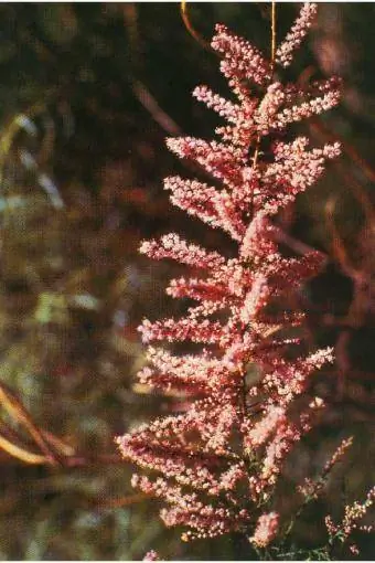 Tamarix ramosissima Ledeb - tuzluk