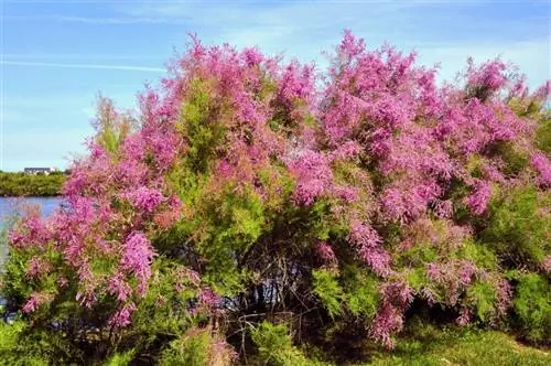 Tamarisk: Invasiva typer av buskar och träd
