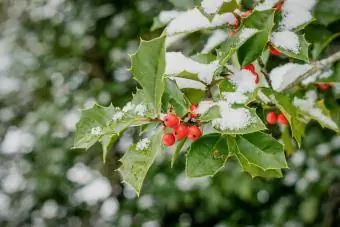 Holly després d'una tempesta d'hivern