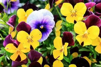 pansies বাইরে প্রস্ফুটিত