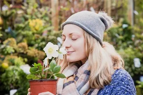 6 φυτά για κρύο καιρό & λουλούδια για προσθήκη στον κήπο σας