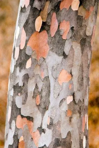 Stewartia bark