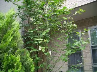 Stewartia japonesa