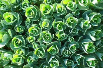 sedum maakate