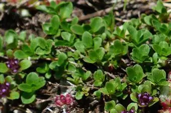 stonecrop outcrop