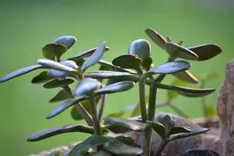 stonecrop տերեւները