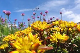 դեղին sedum ծաղիկներ