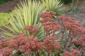 drought tolerant cog