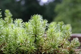 colheita de pedras de baixo crescimento