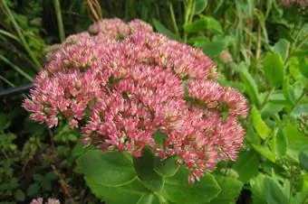 sedum vertical