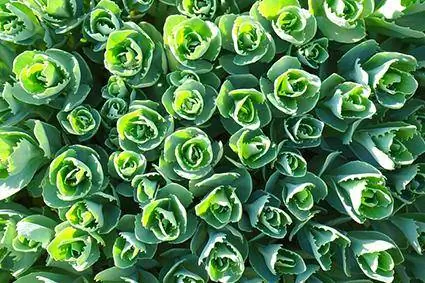 Stonecrop Succulent አይነቶች, እውነታዎች እና እንክብካቤ
