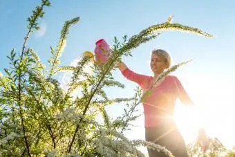 Nő öntözés fehér spiraea virágok egy rózsaszín locsolókanna naplementekor