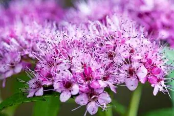 Yapon meadowsweet, Spiraea japoca