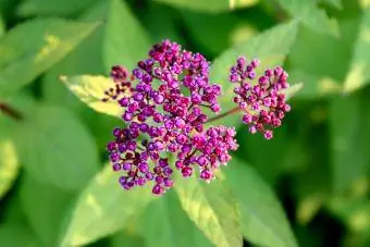 Spirea x Bumalda