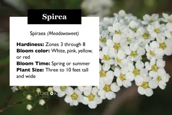 כרטיס פרופיל צמח Spirea