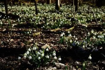 plantarea galanthus