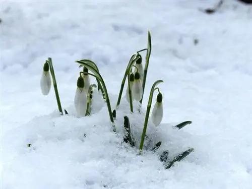 Comment planter, cultiver et entretenir les perce-neige (Galanthus)