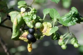 Solanum zenci