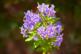 Solanum crispum "Glasnevin"