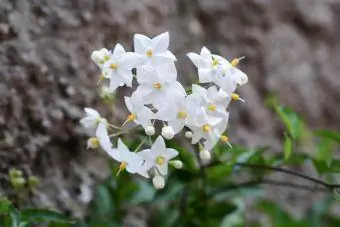 Fiori bianchi di vite di patata - Solanum laxum