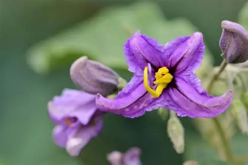 Solanum Çiçeği Rehberi & Birçok Türü