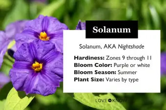 Solanum rantonettii-Doğada Solanaceae familyası