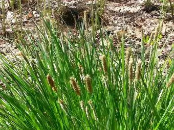 Carex plant