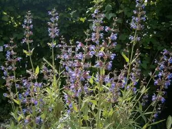 salvia in fiore