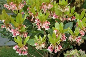 Pieris Formosa