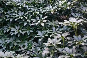 Pieris japonica Cavatine shrub