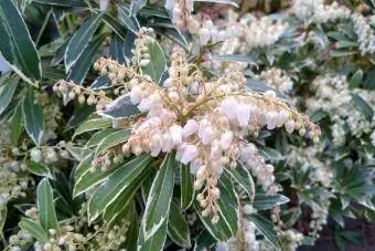 Pieris japonica Liepsnojantis sidabras