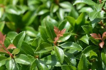 Pieris Japonica Little Heath Green