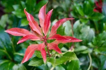 Incendi de muntanya de Pieris Japonica