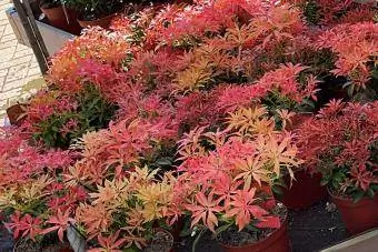 Pieris Japonica Qırmızı Baş