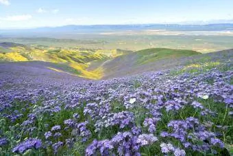 Campo de flores de Phacelia