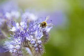 Miere de albine care colectează polen de la Phacelia tanacetifolia