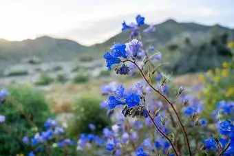 Canterbury Bells yovvoyi gullari (Phacelia campanularia)