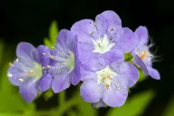 Phacelia סגול (Phacelia bipinnatifida) עם אבקנים בולטים