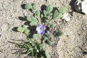 Phacelia Douglasii