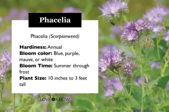 Phacelia bitki profili kartı