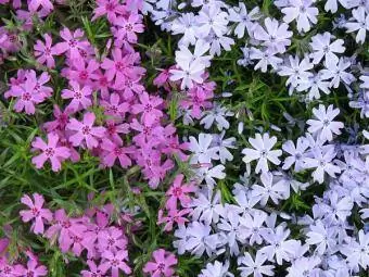 phlox berwarna-warni