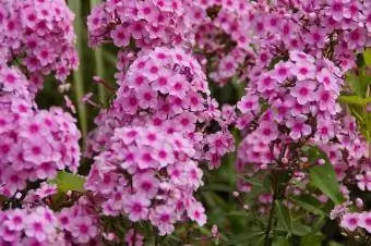 Phlox paniculé