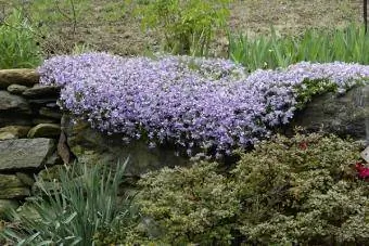 phlox subulata