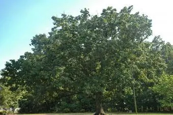 Chestnut Oak ዛፍ