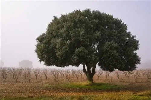 24 گونه درخت بلوط & نکات کشت