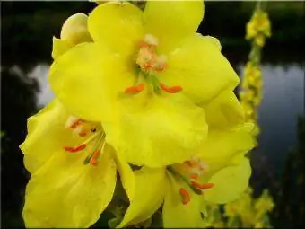 hoa mullein nở