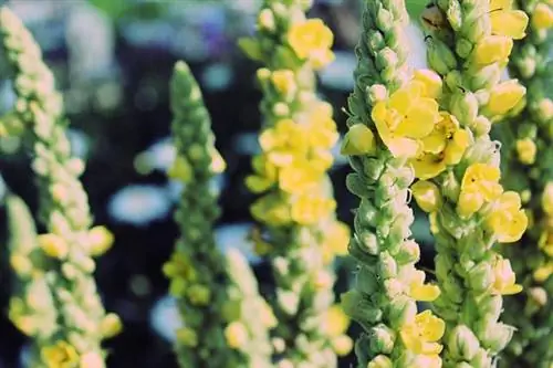 Consells per a la cura i el cultiu de les plantes de mullein